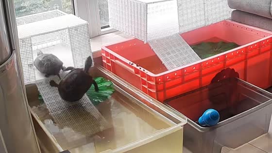 Chinese Grass Turtles’ playful scuffle ends in comical fall inside enclosure in Sichuan, China