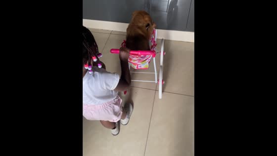Dog falls out of stroller during playful moment with child in Johannesburg