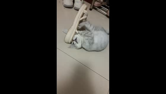 Kitten hilariously wrestles with slipper in Sichuan, China