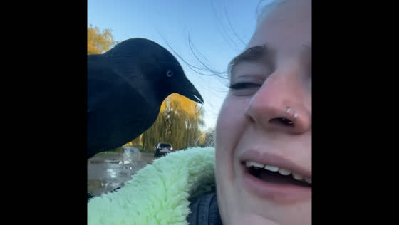 Crow pulls off woman's earring in York