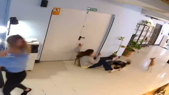 Playful dogs accidentally knock down woman in Barcelona, Spain