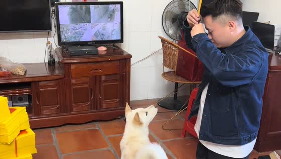 Dog watches owner try ceremonial gesture in Guangdong, China