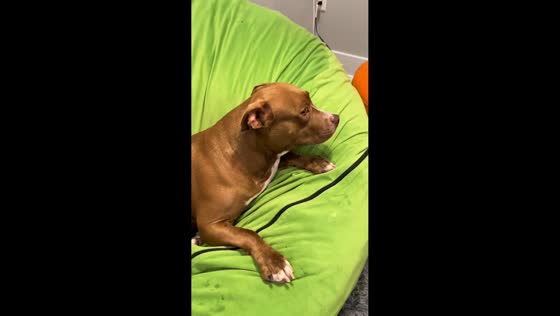 Dog avoids eye contact after making mess in room in Charlotte, North Carolina
