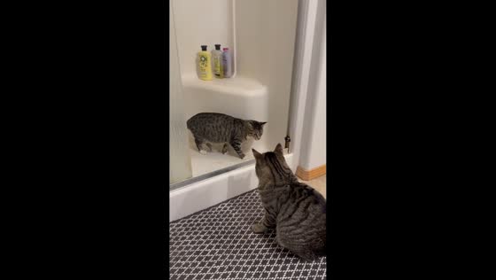 Cats have cautious encounter outside bathroom in La Center, Washington, USA