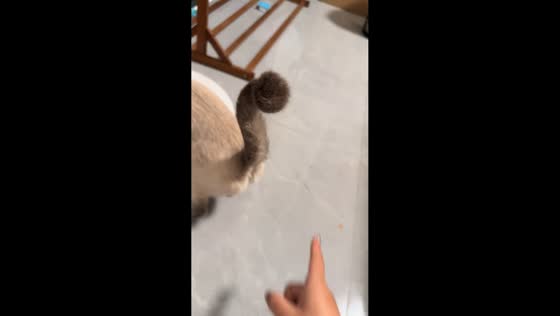 Cat’s tail amusingly follows owner’s movements in Fujian, China