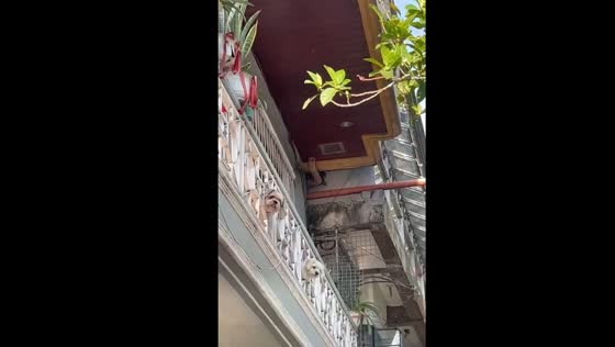 Adorable 'dog CCTV': synchronized pups watch owner from balcony in Biñan, Philippines