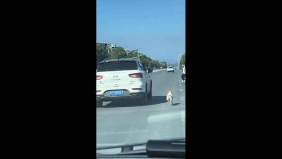 Dog chases car on highway in Hubei, China