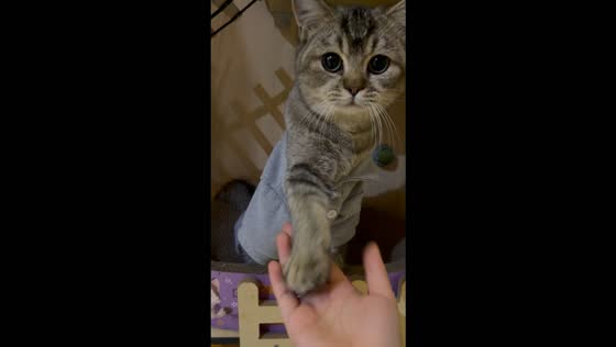 Kitten in an oversized polo shirt adorably offers its paw for a handshake in Hunan, China