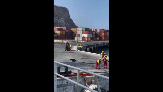 Dog helps pull rope near shore in Arica, Chile