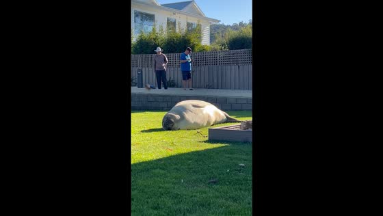 Giant seal takes a stroll and sunbathes at Kingston Beach, Tasmania