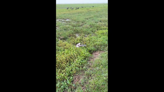 Alligator snatches calf during visit to El Cedral ranch in Apure, Venezuela