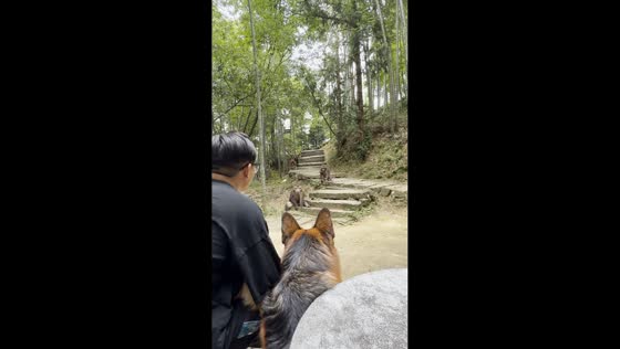 German Shepherd faces off with monkeys at a mountain park in Jiangsu, China