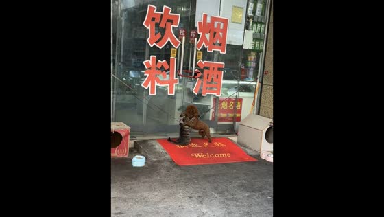 Cat and dog share a gentle moment at a shop entrance in Anhui, China