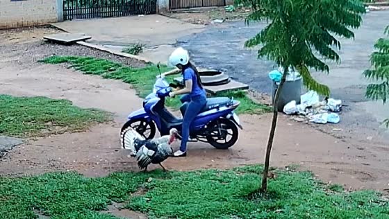 Turkey attacks woman after she gets on scooter in Brazil