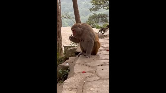 Monkeys reject durian snack offered by visitor in Guizhou, China