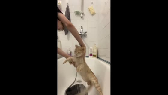 Bath time turns chaotic as kitten and shower splashes water everywhere in Moscow, Russia