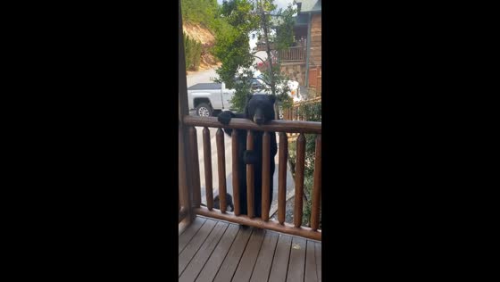  A bear tries to climb a balcony in Gatlinburg, Tennessee, USA