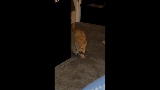 Pet kitten catches first mouse in Brooklyn, Connecticut, USA