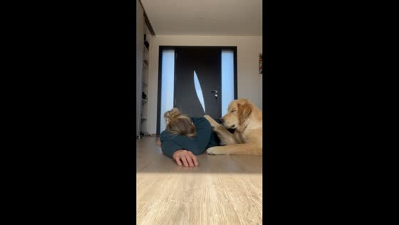 Golden retriever gently tries to wake owner in Gouville-sur-Mer, France
