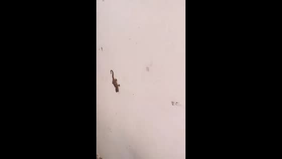 Lizard emits loud call noise when tapped in Henan, China