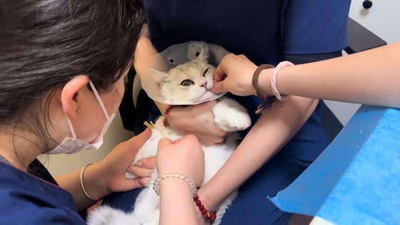 Cat's dramatic reaction to vaccination amuses clinic staff in Beijing, China