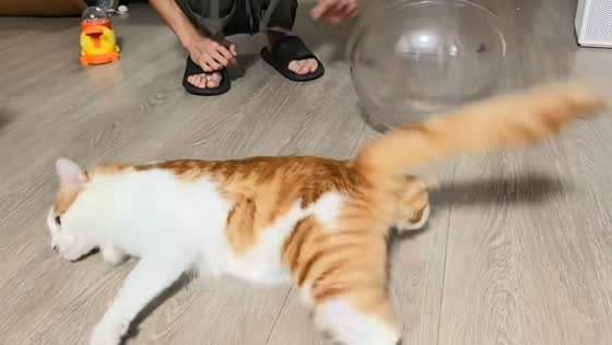 Cat spins on bowl like a carousel in Hebei, China