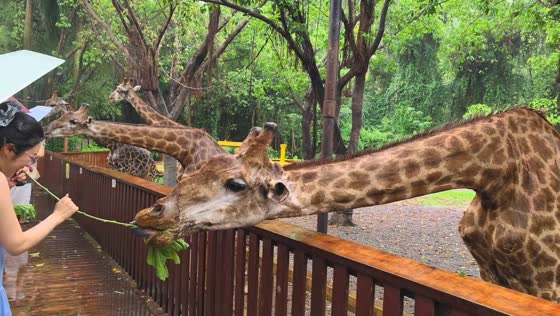 Giraffe playfully grabs leaves from visitor at wildlife park in Guangdong, China