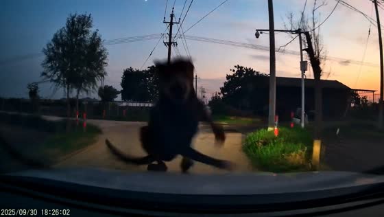 Dog narrowly avoids being hit by car in Henan, China
