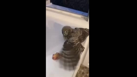 Owl encounter: Moscow resident's finger targeted in feeding incident