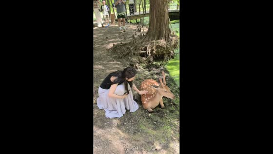 Woman slips beside resting deer before being nipped in Hangzhou, China