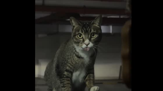 Cat gets startled mid-lick, forgets to put tongue back