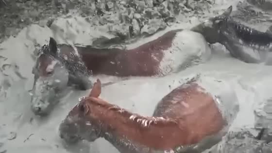 Horses rescued after falling into a clay pit in Kizlyar, Russia