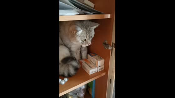 Medicine cabinet mischief: cat takes charge as 'pharmacist' in hilarious video