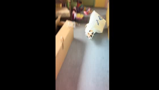 Cat's hilarious grocery bag antics captured in Surrey