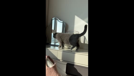 Cat falls into gap beside dresser in Shanxi, China