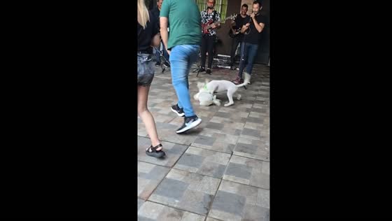 Dog attacks other dogs in Buenos Aires, Argentina