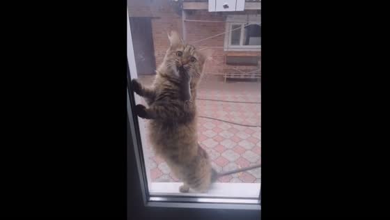 Lyuba the caring mother cat: bringing home dinner for her kitten