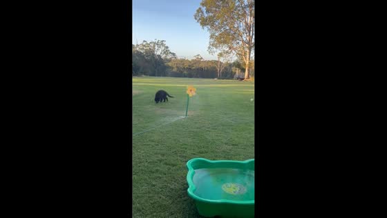 German Shepherd plays with sprinkler on farm in Sydney, Australia