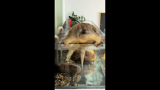 Snapping turtle tumbles from aquarium in Zhejiang, China