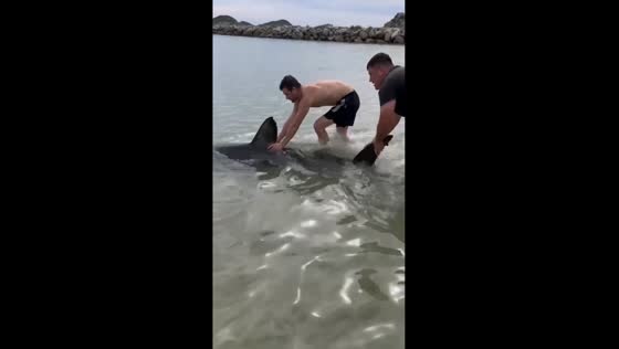 Brave vacationers rescue entangled shark in Primorsky Territory, Russia