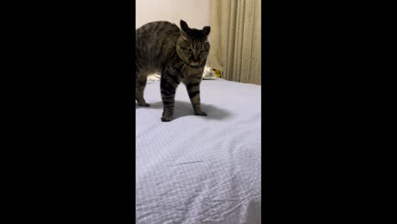 Cat hops playfully across beds in Henan, China
