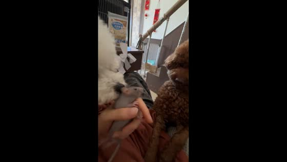 Dog attempts to bite mouse during close encounter in Shandong, China