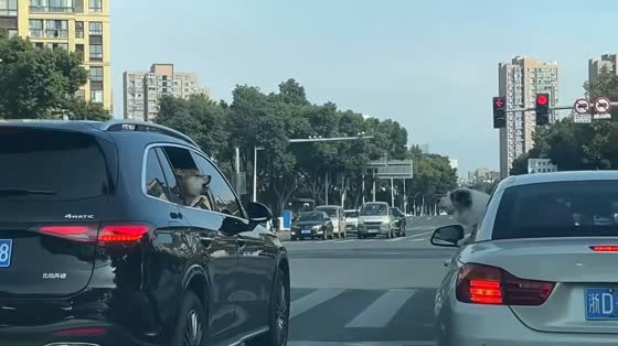 Two dogs barking at each other at traffic light in Zhejiang, China