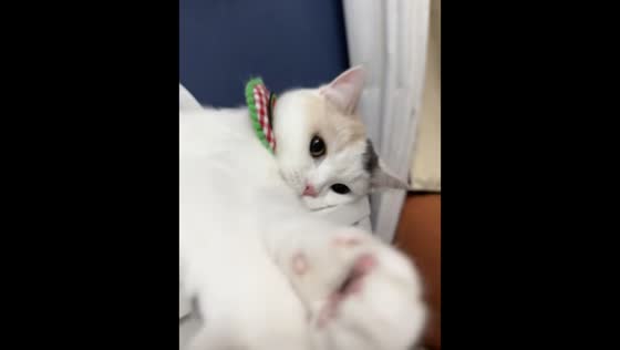 Kitten stretches out paw and meows in response in Zhejiang, China