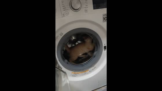 Kitten turns a front-loading washing machine into a makeshift running wheel in Liaoning, China