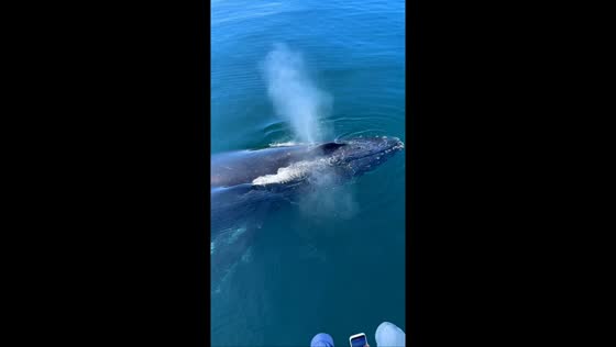 Tourists witness a close encounter with a humpback whale in Morro Bay, California, USA