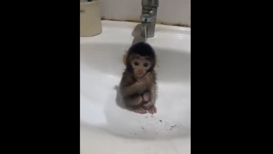 Baby monkey sits by running tap in Indonesia