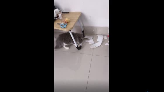 Cat chaos: Cuppa's tabletop tumble sends plate shattering!
