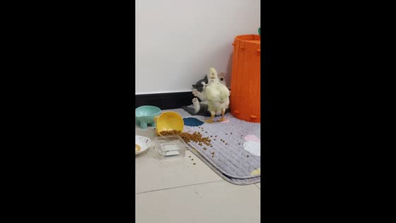 Chicken and cat fight over food in Gansu, China