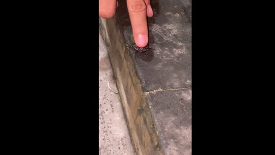 Insect makes surprising noise when pressed